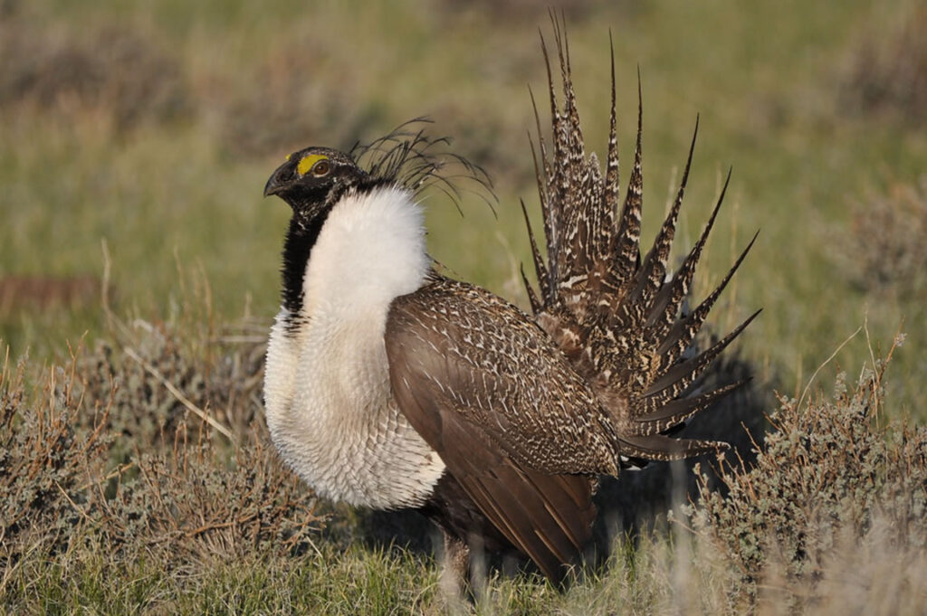 A greater sage-grouse male struts at a lek (dancing or mating ground) near Bridgeport, CA to attract a mate./Courtesy • Jeannie Stafford/USFWS