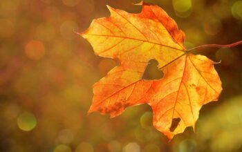 An autumn leaf./ Courtesy • pixabay