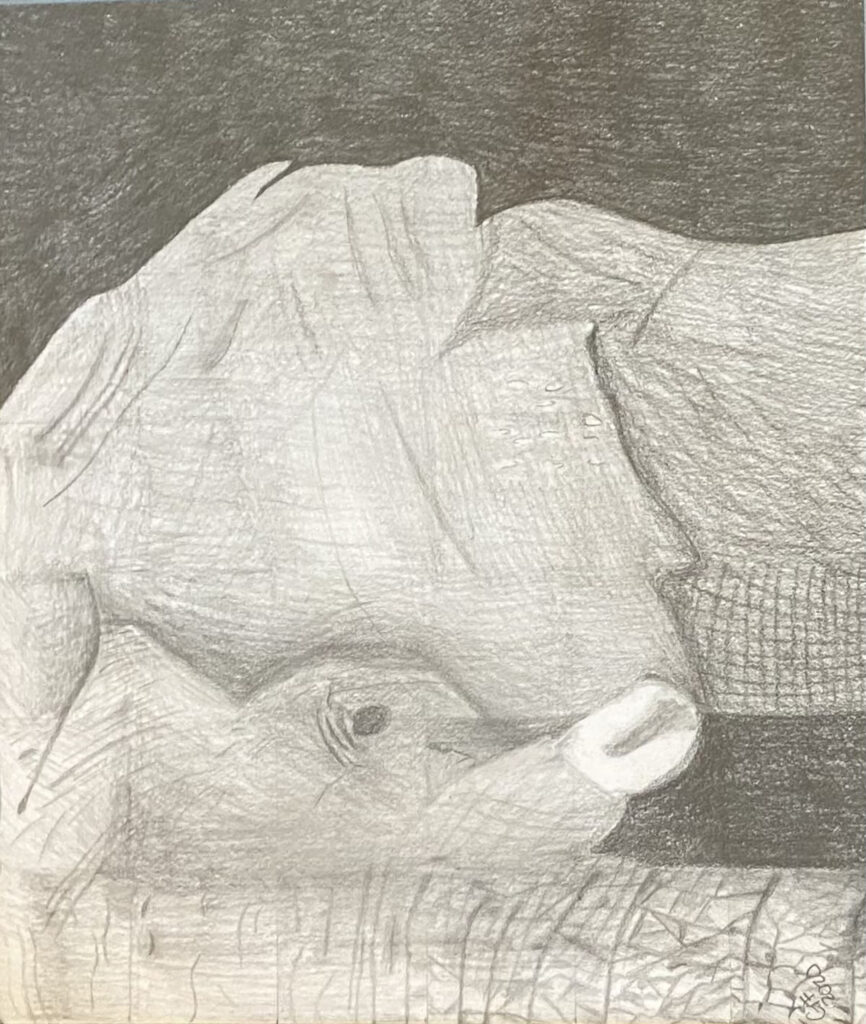 Gillian Finn’s graphite elephant art piece. /Courtesy • Gillian Finn