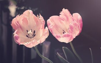 Spring flowers. /Courtesy • Pixabay