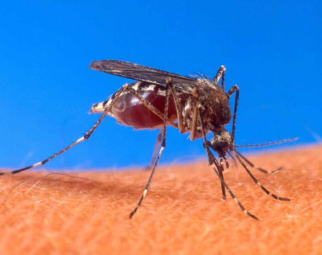 Ochlerotatus sp. mosquito biting a human../Picture from the USDA website at http://www.ars.usda.gov/is/graphics/photos/aug00/k4705-9.htm